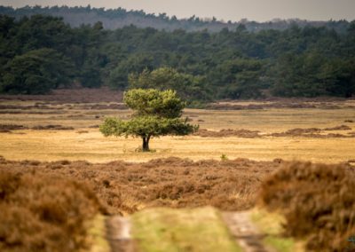 Hoge Veluwe