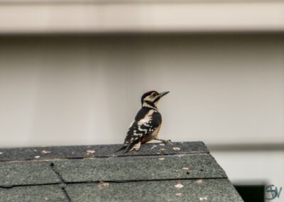 Jonge Grote Bonte Specht