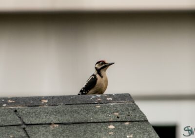 Jonge Grote Bonte Specht