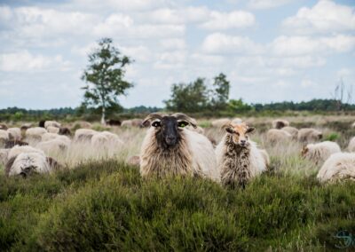 Schaapskudde Balloërveld