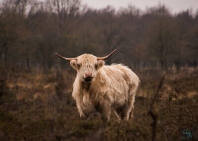 Schotse Hooglander