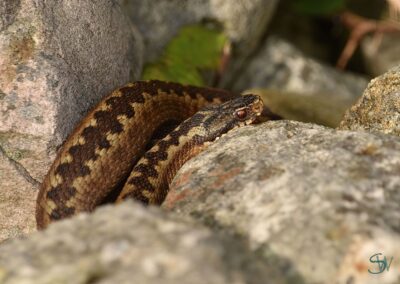 Adder